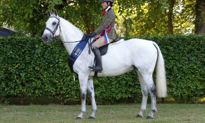 Victorious: Victor IV will return to HOYS to defend his WHP title