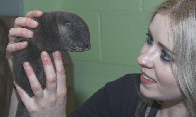 Assistant Lorin Willison with the homeless otter.