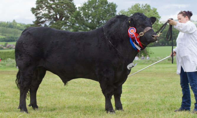 Supreme cattle champion Windsole Black Indigo