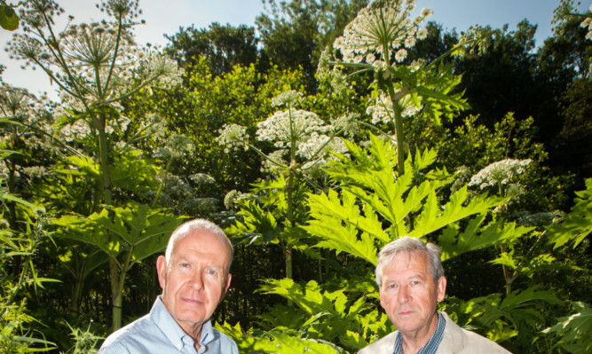 Councillor Willie Wilson and resident Fred Mulherron beside some of the hogweed at land near Craigie Burn, off Low Road.