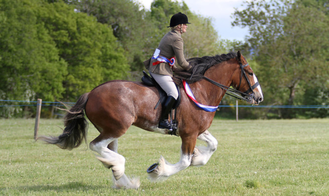 Storming to victory: Double champions Swordale Lady Luck and Morag Snow lifted the supreme  honours