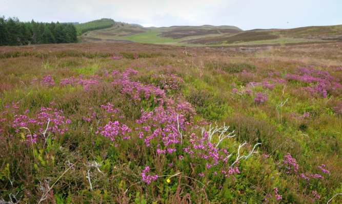 There are plans for 80-football pitch solar farm at Lundie Farm.