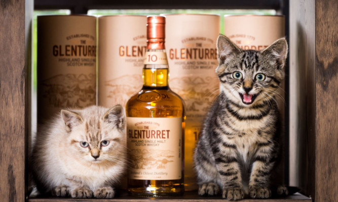 Glen and Turret, the two new mousers at The Famous Grouse Experience
