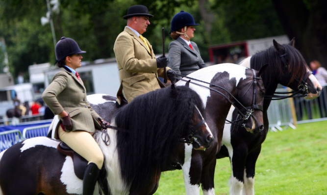 Horses being judged in the ring.