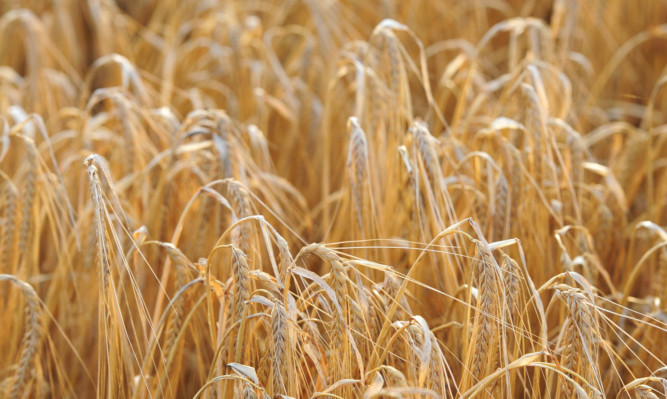 A barley field outside York. PRESS ASSOCIATION Photo. Picture date: Tuesday August 20, 2013.  Photo credit should read: Anna Gowthorpe/PA Wire