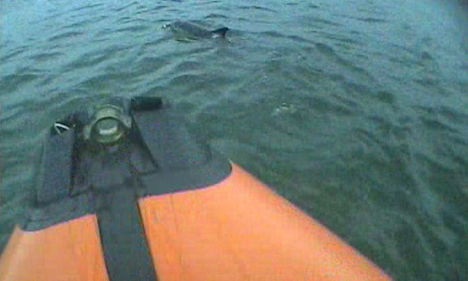 Kinghorn lifeboat was launched to aid the dolphins.