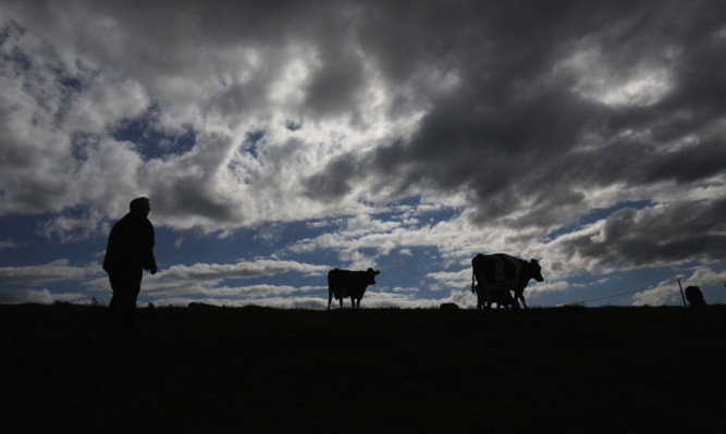 MACCLESFIELD, ENGLAND - AUGUST 10:  Dairy farmer Mike Gorton brings his cows home for milking at his farm near Macclesfield in Cheshire on August 10, 2015 in Macclesfield, England. Mike, who is also NFU North West dairy board chairman, has 70 cows in his herd that graze on 100 acres of pasture land in the Cheshire countryside. Mike Gorton is one of the many farmers across Britain being crippled by the crash in milk prices. Following protests by dairy farmers last week, farming unions from across the UK have held an "urgent summit" to discuss milk prices.  (Photo by Christopher Furlong/Getty Images)