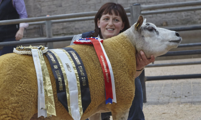 Interbreed sheep champion Pentland Pacific.