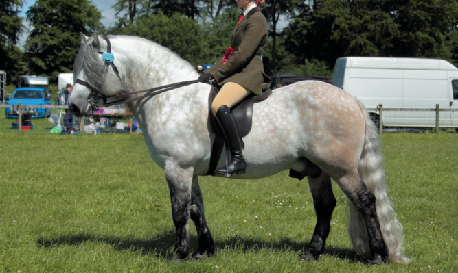 Headed to Hoys: Rose Macpherson piloted Noah of Meggernie to scoop the ridden HOYS ticket