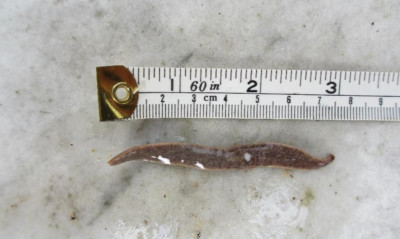 There is no known way of eradicating the New Zealand flatworm.