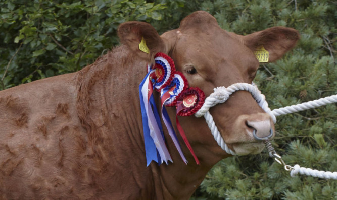 Champion of champions Hoora-Effer from Wilson Peters, Crieff