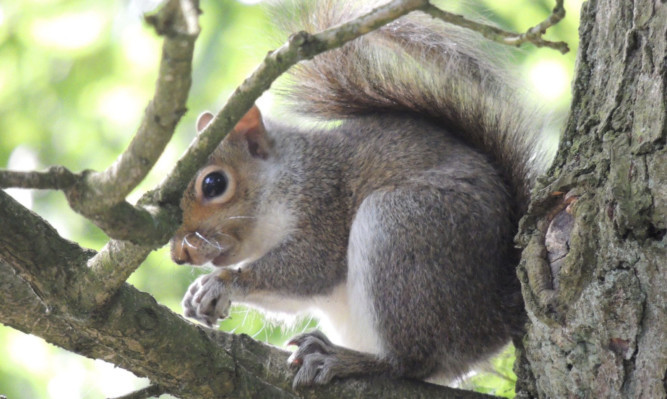 The cost of dealing with invasive pests, such as the grey squirrel, is hitting the taxpayer with a bill of millions of pounds.