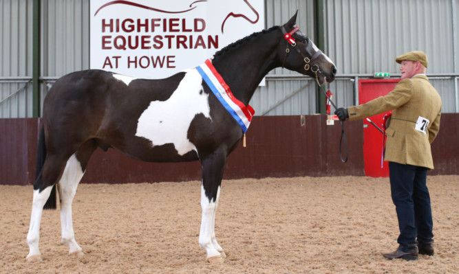 Alasdair Matheson and  Freckleton High Flyer were crowned supreme of show. Pictured here at Highfield at Howe.