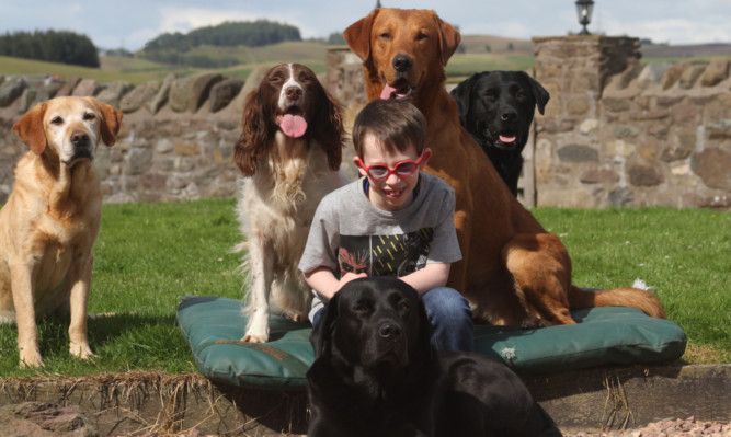 Toby lights up whenever he sees a dog and his family hope to get him a companion and friend.