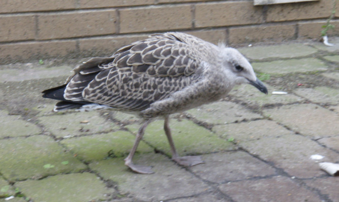 The chick likes to go for a walk near Pullar House.