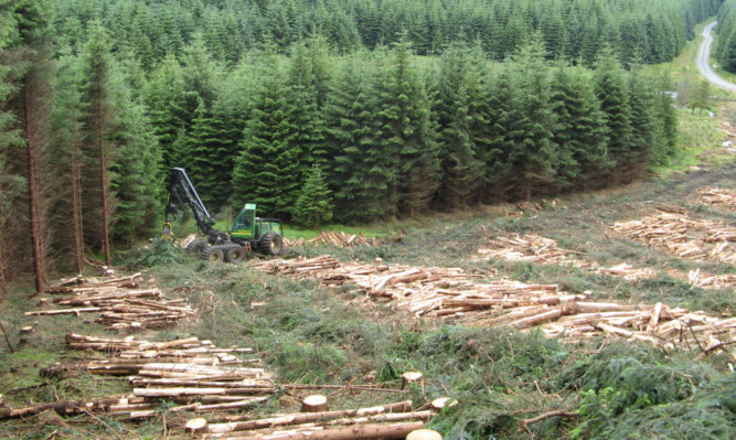 Logging operations on a Tilhill Forestry site. The firm has now been taken over by BSW Timber.