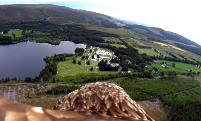 One of Elite Falconry's eagles above Loch Moy.