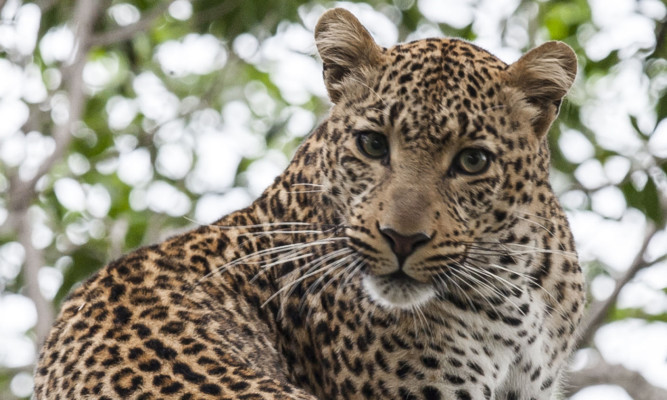 Experts say the illegal wildlife trade is one of the biggest threats to the survival of the worlds most exotic species, such as the leopard.