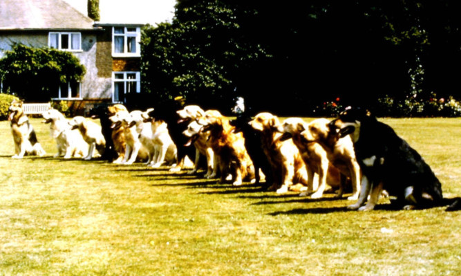 A photo from the centre's archive showing a line-up of different breeds on the lawn at the original Forfar centre.