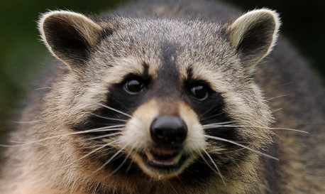 Police say the public should not be deceived by raccoons' friendly appearance.