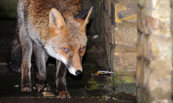 A library photo of an urban fox.