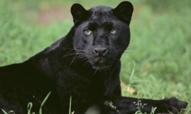 Could a panther like this be stalking the Angus/Mearns border?