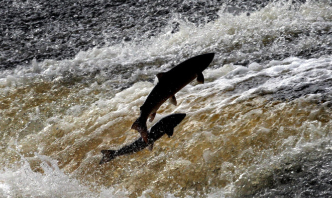 Sporting and conservation groups are broadly supportive of the Scottish Governments new proposals that are intended to conserve wild salmon stocks.