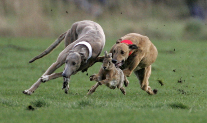 Hare coursing was among the incidents of hunting with dogs reported in Tayside.