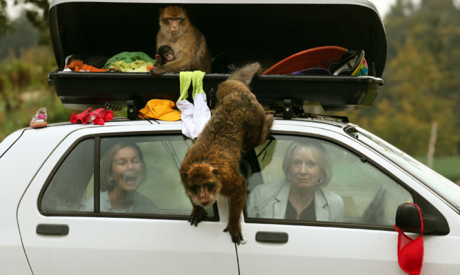 Sasha Muir and Margaret Davidson (front) sit in a car as some of the thirty Barbary macaquesshow what happens when car drivers forget to lock their luggage compartment.
