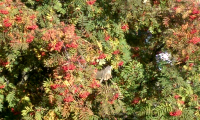 Luckily Sid landed on a tree outisde the flat.