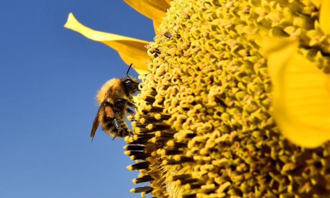 A bee gathers pollen from a sunflower in North Tyneside  as the warmer weather continues .....PA Photo Owen Humphreys