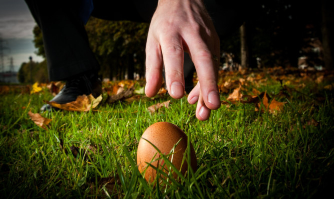Eggs have been found buried in soil and under the lawn.