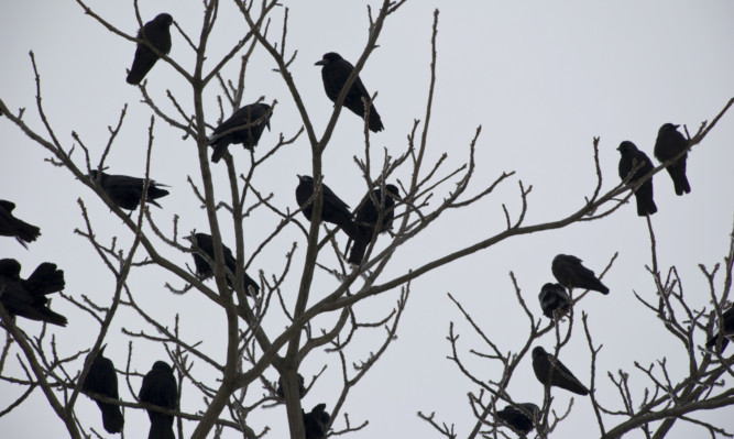 black crows on tree in winter