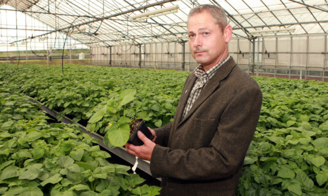 Potato breeder Drummond Todd inspects seedlings in one of the glasshouses at the James Hutton Institute in Invergowrie.