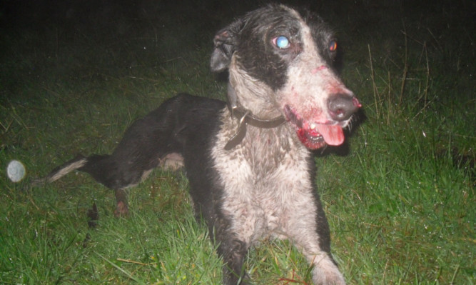 The alaunt is a dangerous mix of bull terrier, mastiff and greyhound.