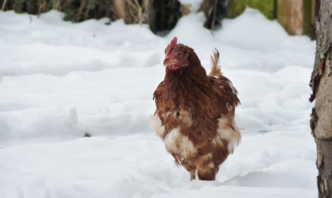 Former commercial laying hens can be ideal pets for families and first-time chicken-keepers.