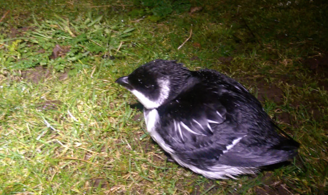 One of the auks made an unscheduled stop-off near Lunan Bay.