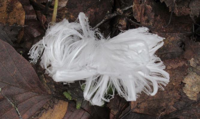 The hair ice. (click arrow for more photos)