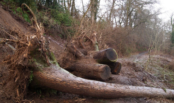 Toppled trees block the route.