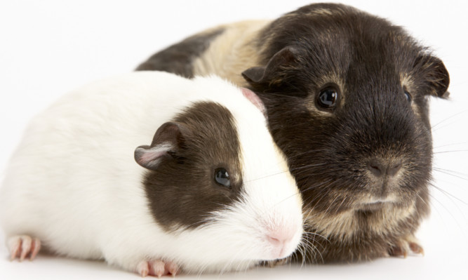 Guinea pig haggis is unlikely to catch on in Scotland.