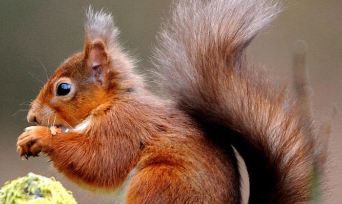 A red squirrel resurgence has begun.