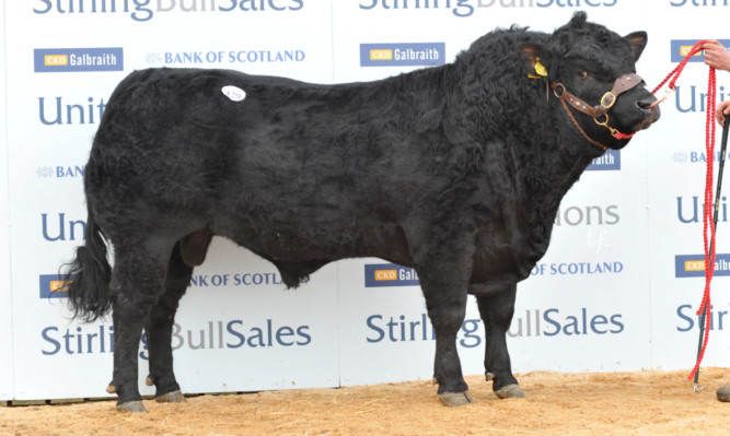 Westhall Black Justthejob from Mary Fotheringham and Hazel McNee, Dunkeld, sold for 6,500gn.