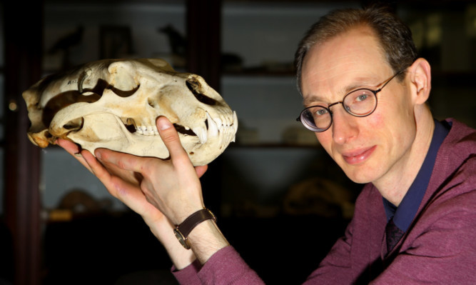 D'Arcy Thompson Museum curator Matthew Jarron with one of the exhibits, the skull of a polar bear.