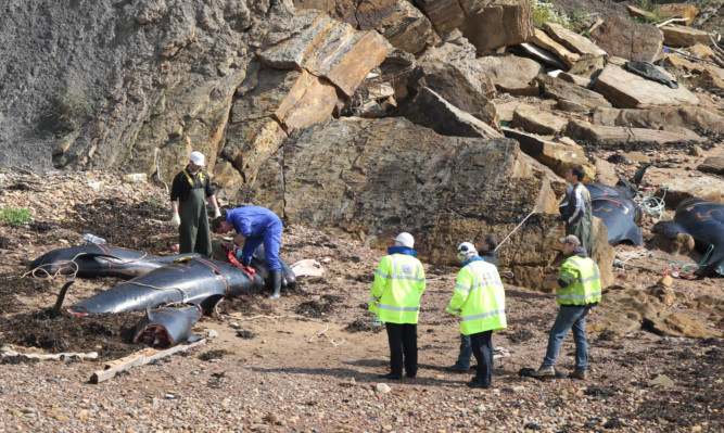 The pod of whales became stranded between Anstruther and Pittenweem in 2012.