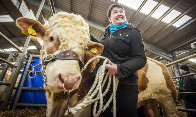 Scottish Conservative leader Ruth Davidson at Stirling Bull Sales. She could help her party beat Labour if she can harness the support of those moderate voters who do not want another referendum, says Jenny.