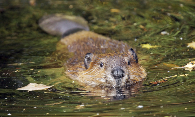 Cute swimming beaver in murky lake water