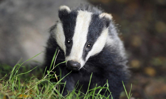 The Scottish Badgers group is warning the animals face disruption if the festival goes ahead.