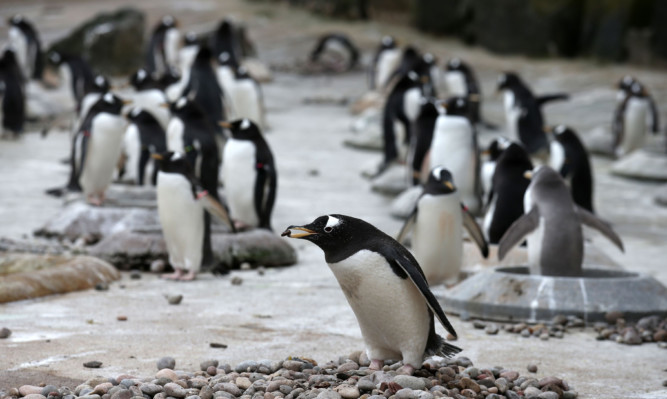 Edinburgh Zoo penguins.