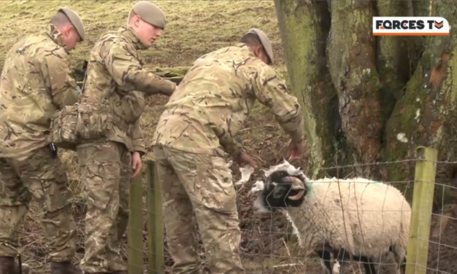 The sheep is rescued.