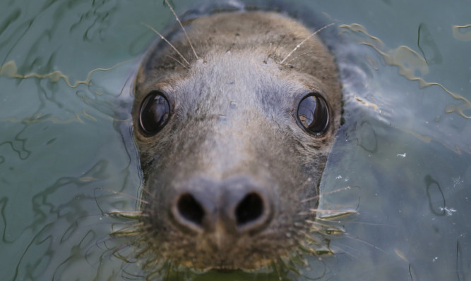 TAUNTON, ENGLAND - DECEMBER 09:  A baby seal swims in a pool as it rehabilitates at the RSPCA Centre at West Hatch on December 9, 2015 in Taunton, England. The Somerset animal sanctuary has had an influx of seals in recent weeks and more have arrived in the past few days after being washed up on beaches in the recent storms. Once spotted, the washed up seals are monitored by various animal rescue charities to insure that they are orphans. Once identified as in need, the seals, who are mainly rescued from beaches in Wales, are brought to the centre to be rehabilitated until such time that they are well and strong enough to be released back into the wild.  (Photo by Matt Cardy/Getty Images)